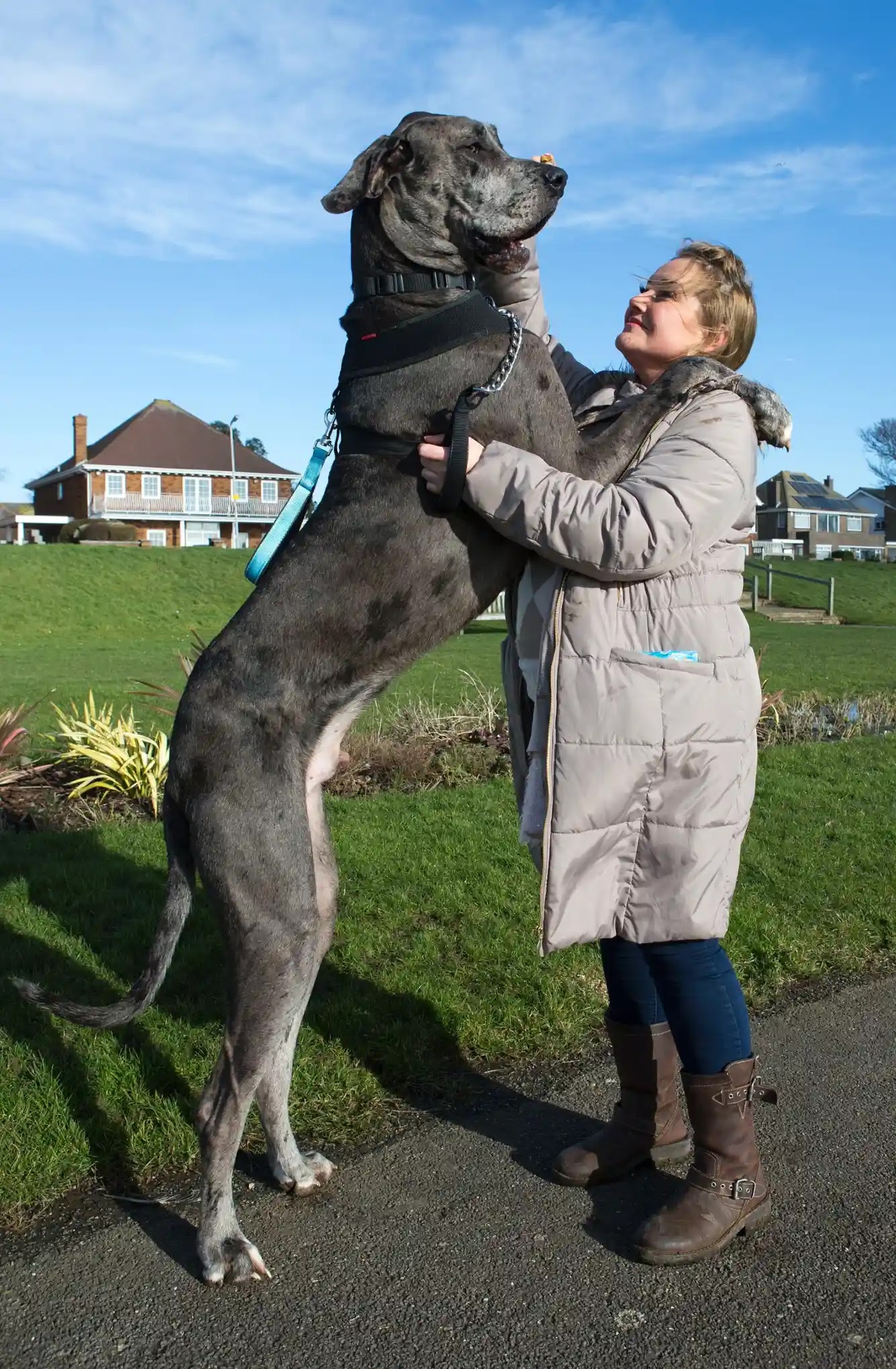 Freddy, Britain's Biggest Dog